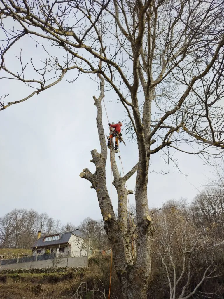 Trabajos de poda técnica en altura con cuerdas y arnés en árbol de gran porte por Desbrozarte