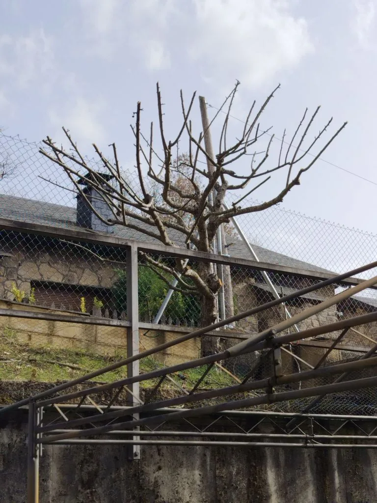 Trabajo de poda de mantenimiento en árbol de jardín privado en Sanabria por Desbrozarte